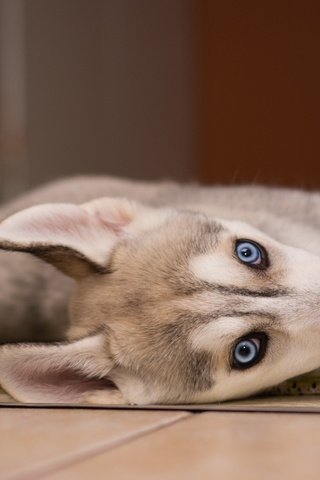 Обои мордочка, взгляд, собака, щенок, хаски, голубые глаза, сибирский хаски, muzzle, look, dog, puppy, husky, blue eyes, siberian husky разрешение 2560x1600 Загрузить