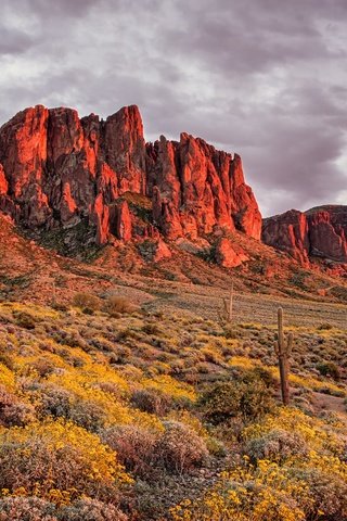 Обои цветы, горы, скалы, пустыня, аризона, кактусы, flowers, mountains, rocks, desert, az, cacti разрешение 1920x1200 Загрузить