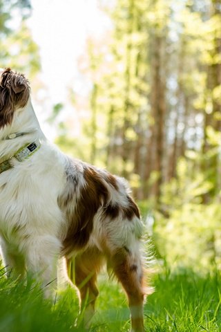 Обои трава, мордочка, взгляд, собака, австралийская овчарка, grass, muzzle, look, dog, australian shepherd разрешение 2560x1600 Загрузить