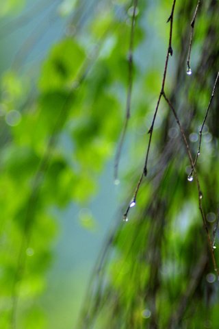 Обои природа, зелень, листья, макро, ветки, капли, nature, greens, leaves, macro, branches, drops разрешение 2560x1600 Загрузить