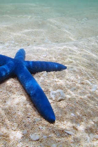 Обои вода, песок, дно, морская звезда, подводный мир, water, sand, the bottom, starfish, underwater world разрешение 3744x2370 Загрузить