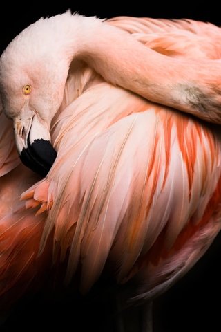 Обои фламинго, птица, клюв, черный фон, перья, flamingo, bird, beak, black background, feathers разрешение 2048x1365 Загрузить