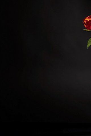 Обои цветок, роза, лепестки, бутон, черный фон, бутылка, стебель, flower, rose, petals, bud, black background, bottle, stem разрешение 1920x1200 Загрузить