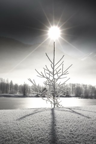 Обои солнце, снег, лес, зима, мороз, ель, сугробы, the sun, snow, forest, winter, frost, spruce, the snow разрешение 1920x1126 Загрузить