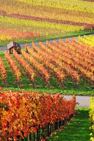 Обои природа, виноград, пейзаж, осень, домик, виноградная лоза, виноградник, nature, grapes, landscape, autumn, house, vine, vineyard разрешение 1920x1200 Загрузить