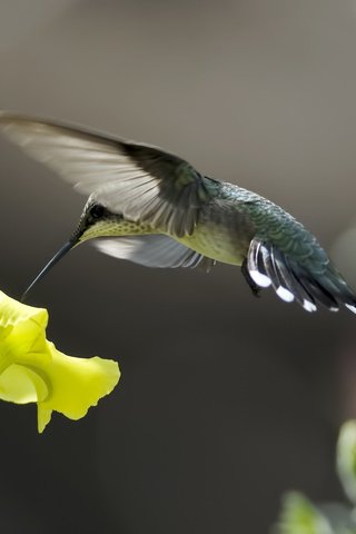 Обои цветы, природа, желтый, птица, розовый, нектар, колибри, flowers, nature, yellow, bird, pink, nectar, hummingbird разрешение 1920x1200 Загрузить