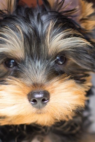 Обои собака, щенок, йорк, йоркширский терьер, dog, puppy, york, yorkshire terrier разрешение 2880x1920 Загрузить