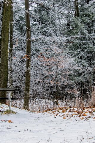 Обои деревья, снег, природа, листья, зима, парк, скамейка, онтарио, trees, snow, nature, leaves, winter, park, bench, ontario разрешение 1920x1200 Загрузить