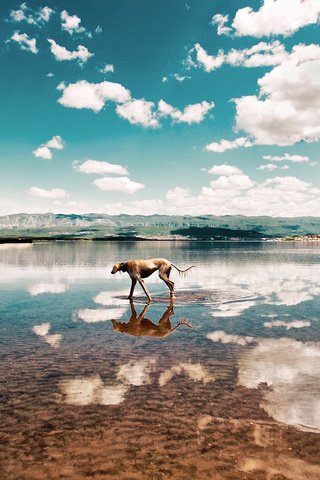 Обои небо, облака, вода, берег, собака, eugenio frasca, the sky, clouds, water, shore, dog разрешение 2048x1351 Загрузить