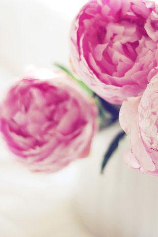 Обои цветы, пионы, flowers, peonies разрешение 3840x2400 Загрузить