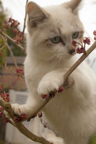 Обои ветки, кошка, котенок, белый, на дереве, branches, cat, kitty, white, on the tree разрешение 2560x1707 Загрузить