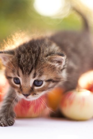 Обои яблоки, кошка, котенок, шагает, apples, cat, kitty, steps разрешение 3543x2362 Загрузить