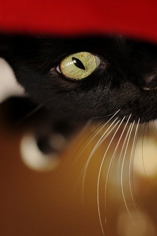 Обои кот, кошка, взгляд, черный, фон.jpg, cat, look, black, ford разрешение 2566x1711 Загрузить