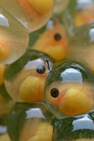 Обои макро, рыбки, рыбы, подводный мир, маленькие, икринки, macro, fish, underwater world, small, eggs разрешение 2560x1600 Загрузить