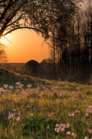 Обои цветы, деревья, природа, закат, flowers, trees, nature, sunset разрешение 2560x1600 Загрузить