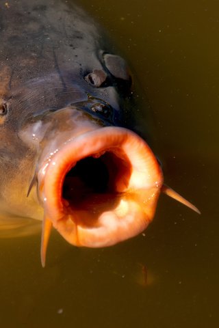 Обои вода, макро, рыба, подводный мир, карп, water, macro, fish, underwater world, carp разрешение 2048x1363 Загрузить