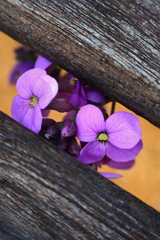 Обои цветы, макро, скамейка, фиалка, flowers, macro, bench, violet разрешение 1920x1200 Загрузить