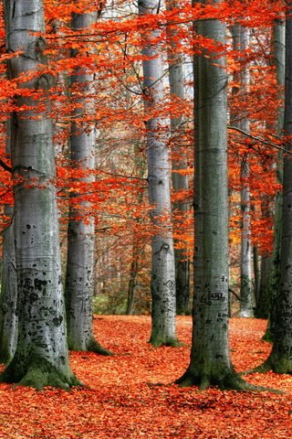 Обои деревья, лес, листья, пейзаж, осень, красные, trees, forest, leaves, landscape, autumn, red разрешение 2560x1600 Загрузить