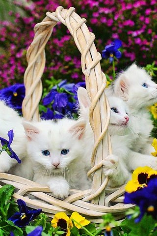 Обои цветы, корзина, белые, кошки, котята, flowers, basket, white, cats, kittens разрешение 1920x1200 Загрузить