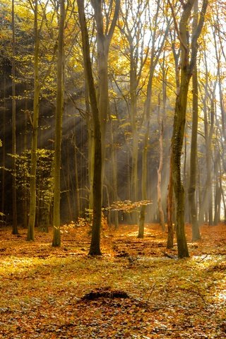 Обои деревья, лес, лучи, осень, листопад, trees, forest, rays, autumn, falling leaves разрешение 6000x4000 Загрузить