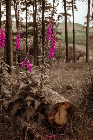 Обои цветы, природа, лес, flowers, nature, forest разрешение 2560x1440 Загрузить