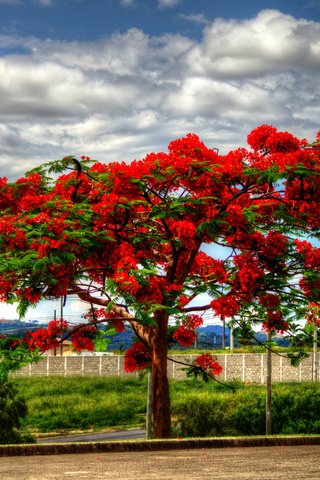 Обои облака, дерево, пейзаж, цветущее, delonix, clouds, tree, landscape, flowering разрешение 2048x1365 Загрузить