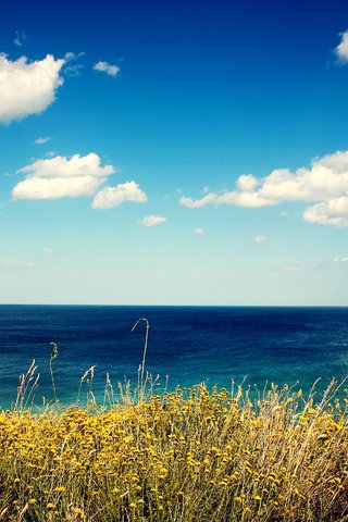 Обои цветы, трава, облака, берег, море, вид, flowers, grass, clouds, shore, sea, view разрешение 2880x1800 Загрузить