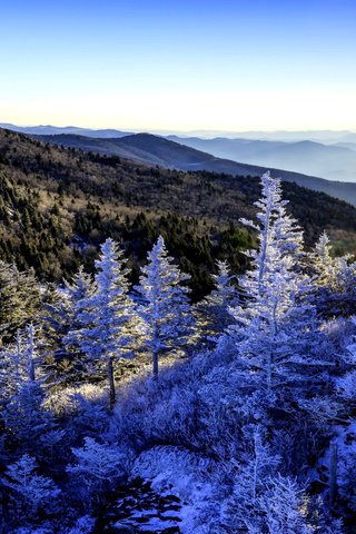 Обои деревья, горы, снег, зима, панорама, леса, trees, mountains, snow, winter, panorama, forest разрешение 2592x1728 Загрузить