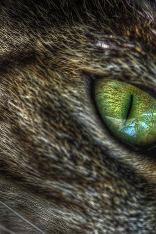 Обои зелёный, макро, кот, кошка, глаз, кошачий, green, macro, cat, eyes разрешение 2560x1440 Загрузить