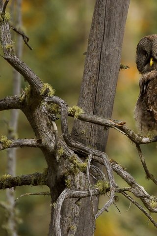 Обои сова, дерево, ветки, птица, мох, коряги, owl, tree, branches, bird, moss, driftwood разрешение 3000x2000 Загрузить