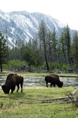 Обои трава, река, горы, лес, животные, бизоны, wild bulls, grazing by river, американский бизон, grass, river, mountains, forest, animals, buffalo, american bison разрешение 4066x2608 Загрузить