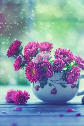 Обои цветы, капли, дождь, кружка, окно, астры, flowers, drops, rain, mug, window, asters разрешение 2048x1587 Загрузить