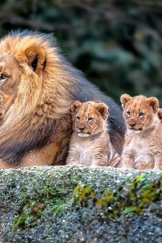 Обои природа, львы, семья, лев, львята, nature, lions, family, leo, the cubs разрешение 1920x1200 Загрузить