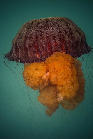 Обои океан, медуза, подводный мир, перу, лима, callao, jelly fish, the ocean, medusa, underwater world, peru, lima разрешение 2048x1536 Загрузить