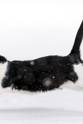 Обои снег, зима, кот, кошка, прыжок, snow, winter, cat, jump разрешение 2048x1100 Загрузить