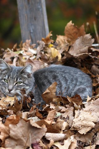 Обои листья, кот, мордочка, кошка, взгляд, осень, сухие листья, leaves, cat, muzzle, look, autumn, dry leaves разрешение 2048x1365 Загрузить