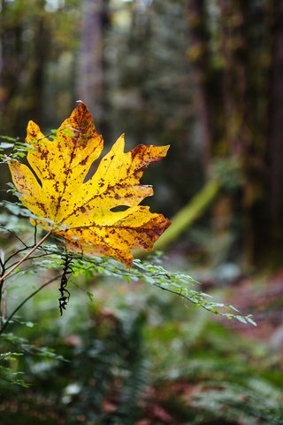 Обои природа, лес, осень, лист, nature, forest, autumn, sheet разрешение 2048x1280 Загрузить