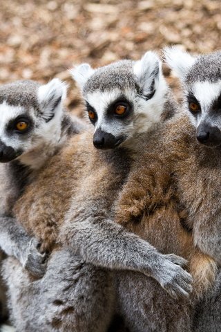 Обои животные, лемуры, animals, lemurs разрешение 2560x1700 Загрузить