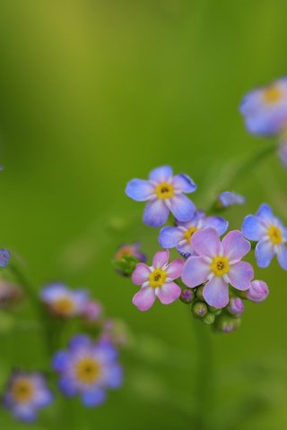 Обои цветы, ветка, природа, лепестки, растение, незабудки, flowers, branch, nature, petals, plant, forget-me-nots разрешение 2048x1365 Загрузить