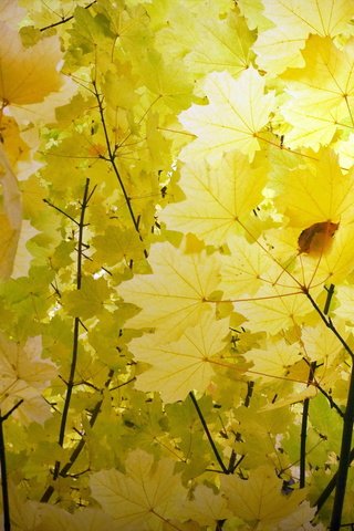 Обои природа, листья, ветки, осень, кленовый лист, nature, leaves, branches, autumn, maple leaf разрешение 2048x1364 Загрузить
