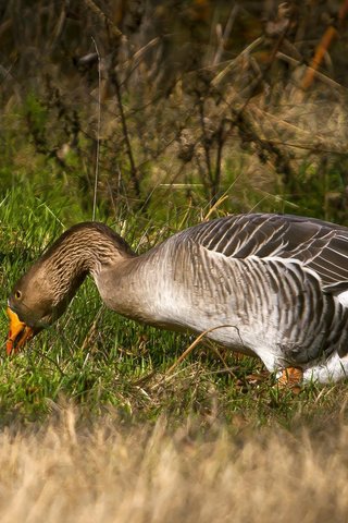 Обои трава, птица, клюв, перья, гусь, шея, grass, bird, beak, feathers, goose, neck разрешение 2048x1188 Загрузить