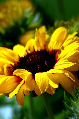 Обои желтый, цветок, подсолнух, размытость, yellow, flower, sunflower, blur разрешение 3380x2592 Загрузить