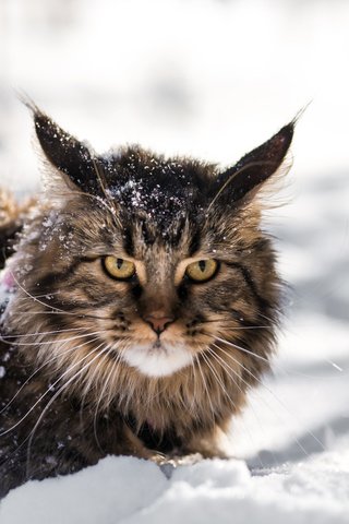 Обои снег, зима, кот, кошка, взгляд, мей-кун, snow, winter, cat, look, mei-kun разрешение 5472x3648 Загрузить