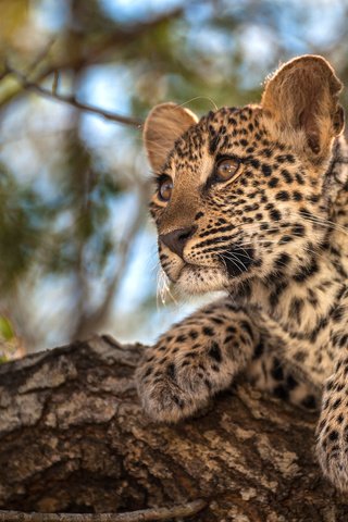 Обои деревья, фон, листва, маленький, леопард, боке, trees, background, foliage, small, leopard, bokeh разрешение 2048x1363 Загрузить