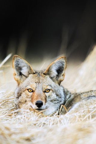 Обои природа, фон, койот, nature, background, coyote разрешение 1920x1200 Загрузить