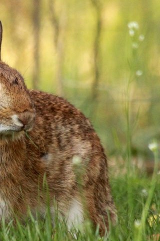 Обои цветы, мило, трава, грызуны, животные, лето, серый, поляна, ромашки, кролик, flowers, cute, grass, rodents, animals, summer, grey, glade, chamomile, rabbit разрешение 2560x1600 Загрузить