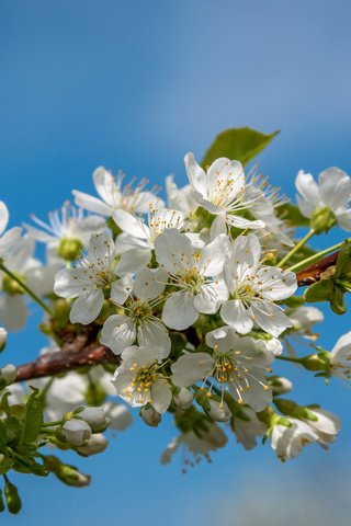 Обои небо, ветка, дерево, лепестки, сад, весна, the sky, branch, tree, petals, garden, spring разрешение 2048x1311 Загрузить