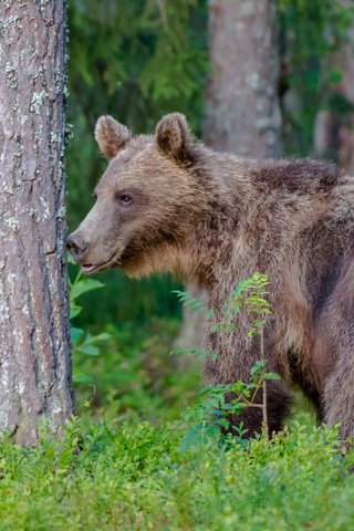 Обои лес, медведь, хищник, forest, bear, predator разрешение 2767x1842 Загрузить