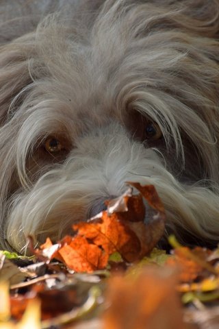 Обои взгляд, осень, собака, друг, look, autumn, dog, each разрешение 2048x1365 Загрузить
