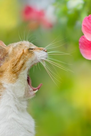 Обои фон, цветок, кот, кошка, зевает, background, flower, cat, yawns разрешение 2048x1365 Загрузить